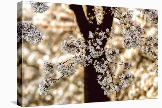 Spring Black-Lars Van de Goor-Stretched Canvas