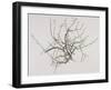 Spring Blackthorn, 1998-Rebecca John-Framed Giclee Print