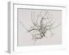 Spring Blackthorn, 1998-Rebecca John-Framed Giclee Print