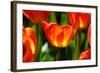 Spring Bling-pudding-Framed Photographic Print