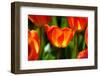 Spring Bling-pudding-Framed Photographic Print