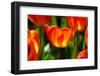 Spring Bling-pudding-Framed Photographic Print