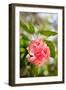 Spring Bloom II-Karyn Millet-Framed Photo