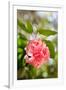 Spring Bloom II-Karyn Millet-Framed Photo