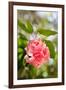 Spring Bloom II-Karyn Millet-Framed Photo