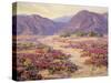 Spring Bloom in the Desert-Benjamin Chambers-Stretched Canvas