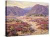 Spring Bloom in the Desert-Benjamin Chambers-Stretched Canvas