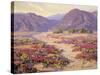 Spring Bloom in the Desert-Benjamin Chambers-Stretched Canvas