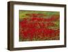 Spring Bloom of Red Poppies and Mustard-Darrell Gulin-Framed Photographic Print