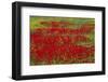 Spring Bloom of Red Poppies and Mustard-Darrell Gulin-Framed Photographic Print