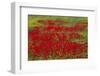 Spring Bloom of Red Poppies and Mustard-Darrell Gulin-Framed Photographic Print