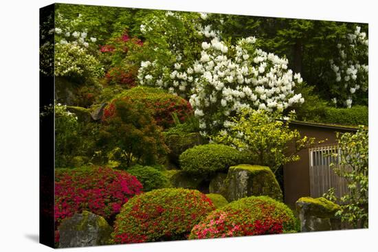 Spring Bloom, Portland Japanese Garden, Portland, Oregon, Usa-Michel Hersen-Stretched Canvas