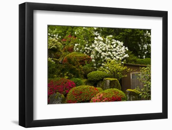 Spring Bloom, Portland Japanese Garden, Portland, Oregon, Usa-Michel Hersen-Framed Photographic Print