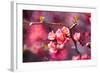 Spring-Bloom-Brigitte Protzel-Framed Photographic Print