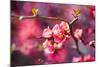 Spring-Bloom-Brigitte Protzel-Mounted Photographic Print