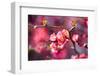 Spring-Bloom-Brigitte Protzel-Framed Photographic Print