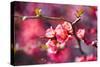 Spring-Bloom-Brigitte Protzel-Stretched Canvas