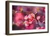 Spring-Bloom-Brigitte Protzel-Framed Photographic Print