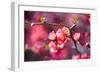 Spring-Bloom-Brigitte Protzel-Framed Photographic Print