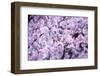 Spring-Bloom-Brigitte Protzel-Framed Photographic Print