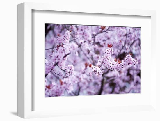 Spring-Bloom-Brigitte Protzel-Framed Photographic Print