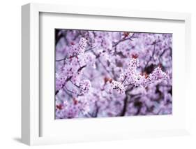 Spring-Bloom-Brigitte Protzel-Framed Photographic Print