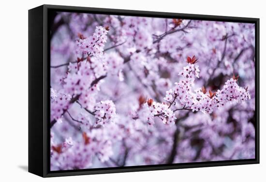 Spring-Bloom-Brigitte Protzel-Framed Stretched Canvas