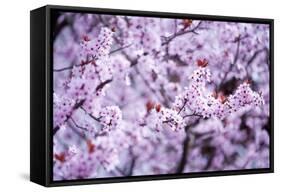 Spring-Bloom-Brigitte Protzel-Framed Stretched Canvas