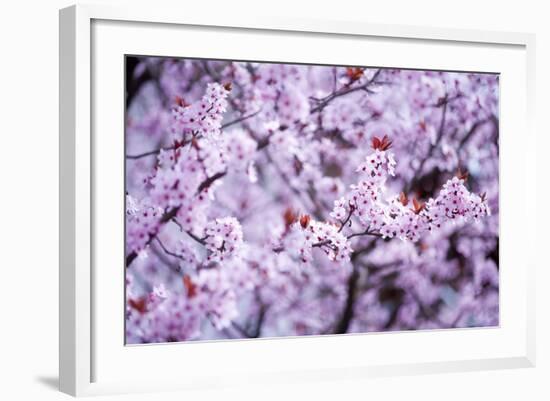 Spring-Bloom-Brigitte Protzel-Framed Photographic Print