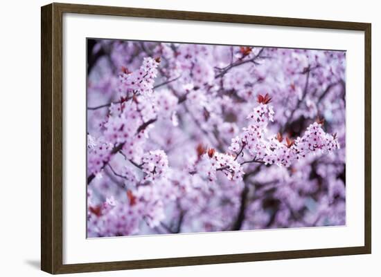 Spring-Bloom-Brigitte Protzel-Framed Photographic Print