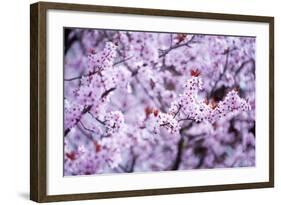 Spring-Bloom-Brigitte Protzel-Framed Photographic Print