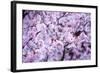 Spring-Bloom-Brigitte Protzel-Framed Photographic Print