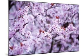 Spring-Bloom-Brigitte Protzel-Mounted Photographic Print