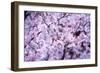 Spring-Bloom-Brigitte Protzel-Framed Photographic Print