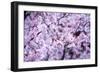 Spring-Bloom-Brigitte Protzel-Framed Photographic Print