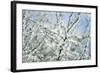 Spring-Bloom-Brigitte Protzel-Framed Photographic Print