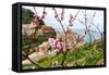 Spring Blooming Cherry Tree with Background Scenic View of Colorful Houses of Manarola Village, Cin-BlueOrange Studio-Framed Stretched Canvas