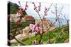 Spring Blooming Cherry Tree with Background Scenic View of Colorful Houses of Manarola Village, Cin-BlueOrange Studio-Stretched Canvas