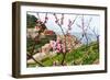 Spring Blooming Cherry Tree with Background Scenic View of Colorful Houses of Manarola Village, Cin-BlueOrange Studio-Framed Photographic Print