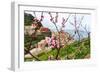 Spring Blooming Cherry Tree with Background Scenic View of Colorful Houses of Manarola Village, Cin-BlueOrange Studio-Framed Photographic Print