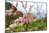 Spring Blooming Cherry Tree with Background Scenic View of Colorful Houses of Manarola Village, Cin-BlueOrange Studio-Mounted Photographic Print