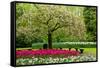 Spring Blooming Tree in Garden-neirfy-Framed Stretched Canvas