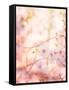 Spring Blooming Tree-Anna Omelchenko-Framed Stretched Canvas