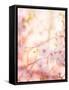 Spring Blooming Tree-Anna Omelchenko-Framed Stretched Canvas