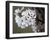 Spring Blooms I-Karen Williams-Framed Photographic Print