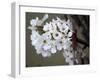 Spring Blooms I-Karen Williams-Framed Photographic Print