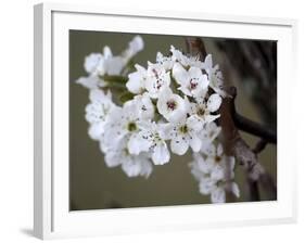 Spring Blooms I-Karen Williams-Framed Photographic Print