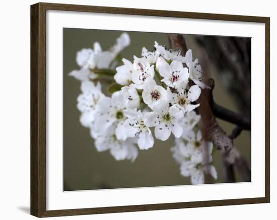 Spring Blooms I-Karen Williams-Framed Photographic Print