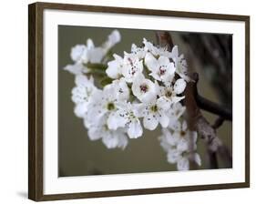 Spring Blooms I-Karen Williams-Framed Photographic Print