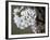 Spring Blooms I-Karen Williams-Framed Photographic Print